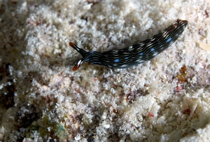 Raja Ampat 2019 - DSC06964_rc - Slender sapsucking slug - Thuridille gracile - Thuridilla gracilis